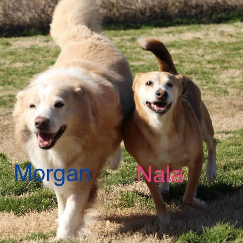 Morgan Bonded With Nala