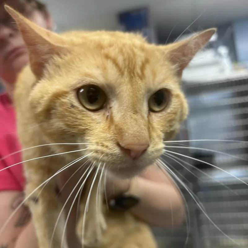 An adult medium-sized male Orange / Red Domestic Short Hair cat named Dewey for adoption in St Joseph, MO