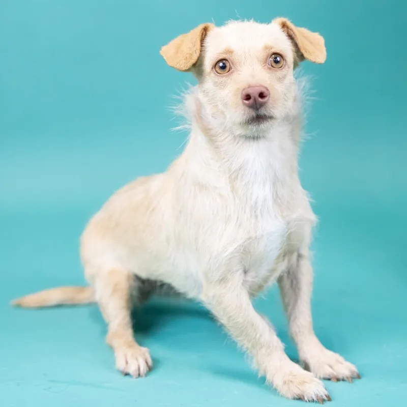 An adult small-sized female White / Cream Terrier dog named Fuji for adoption in Portland, OR