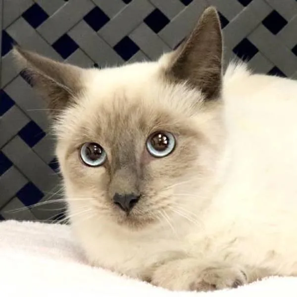 A young small-sized male Siamese cat named Sam for adoption in Fort Davis, TX
