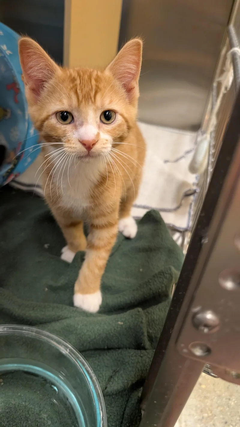 A baby medium-sized male Orange & White Domestic Short Hair cat named Butter for adoption in Missoula, MT