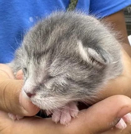 A baby medium-sized unknown Domestic Short Hair cat named Tank for adoption in Gainesville, FL