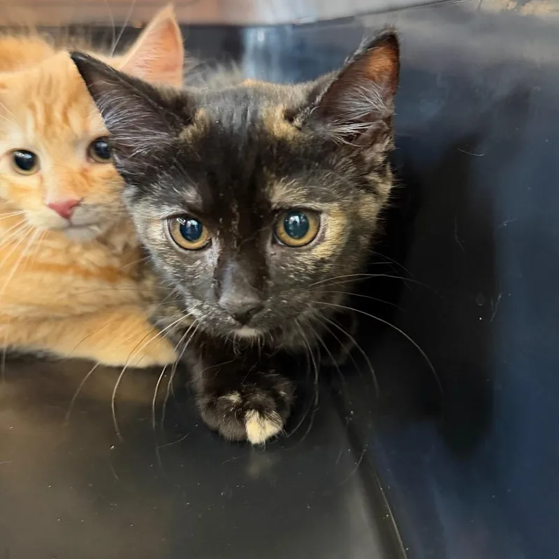 A baby small-sized female Tortoiseshell Domestic Short Hair cat named Apple for adoption in Parkersburg, WV