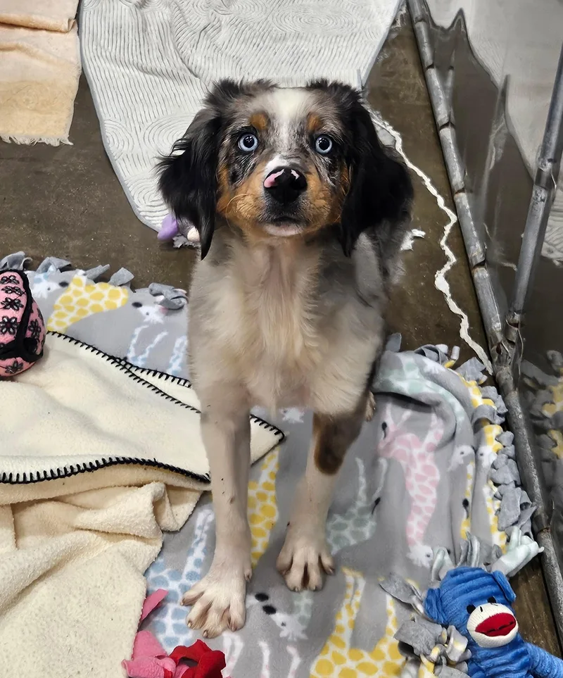 A baby small-sized male Merle (Blue) Australian Shepherd dog named Ralph for adoption in Kalamazoo, MI