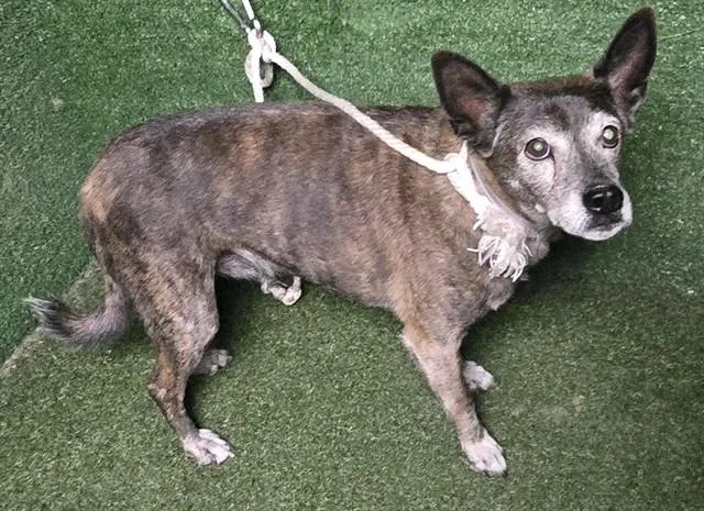 A senior medium-sized male Terrier dog named Bentley for adoption in Lancaster, CA