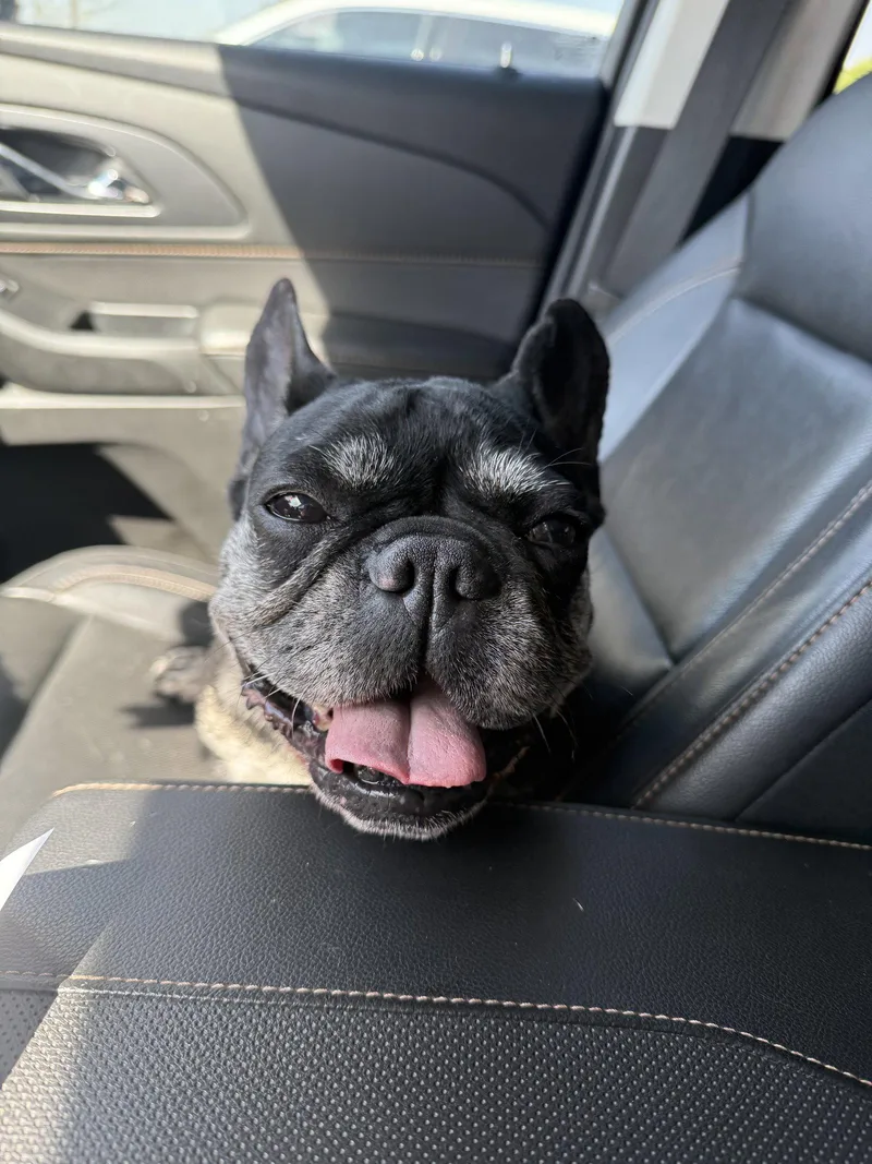 An adult small-sized female French Bulldog dog named Millie for adoption in Gun Barrel City, TX