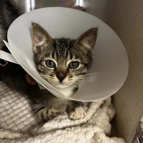 A baby small-sized male Domestic Short Hair cat named Peach for adoption in Oakland, CA