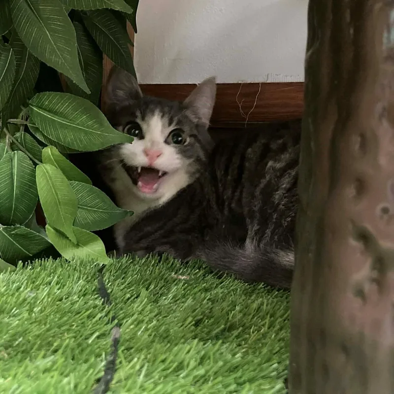 A young small-sized male Tabby (Brown / Chocolate) Domestic Short Hair cat named Smokey for adoption in Norwich, NY