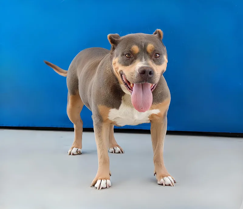 An adult medium-sized female Pit Bull Terrier dog named Amelia for adoption in Pasadena, CA