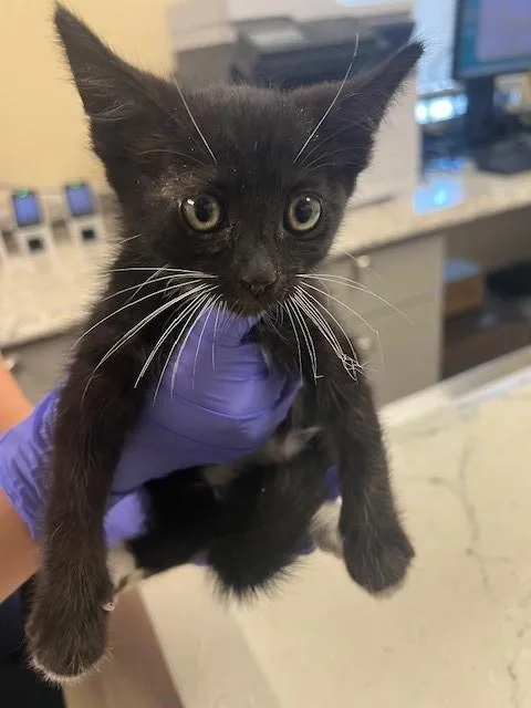 A baby small-sized male Domestic Short Hair cat named Meowsolini for adoption in Lodi, CA
