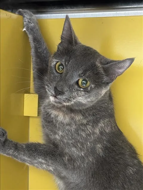 An adult large-sized female Domestic Short Hair cat named Miso for adoption in Los Angeles, CA