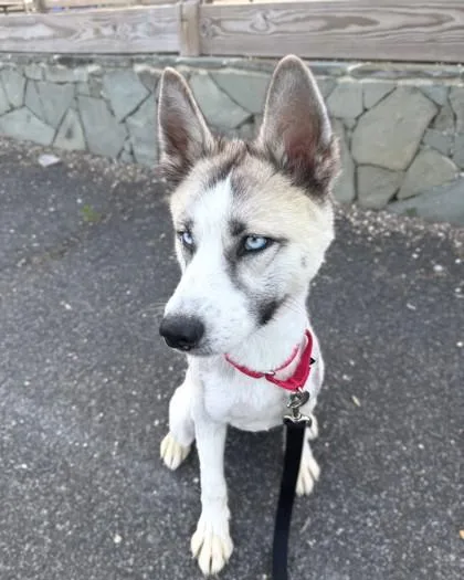 An adult medium-sized female Husky dog named Jorts for adoption in Washington, DC