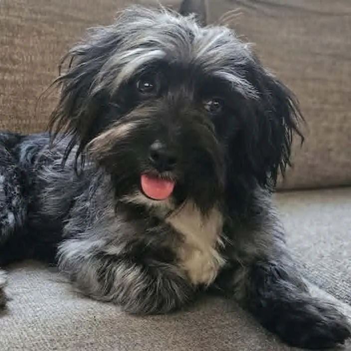 A young small-sized male Black Terrier dog named Winston for adoption in Alma, WI