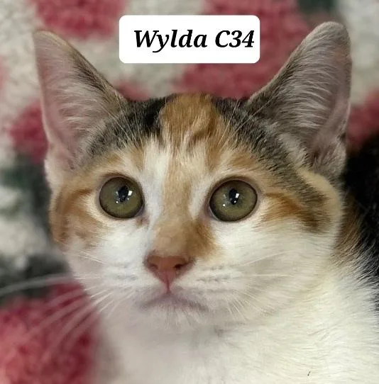 Wylda