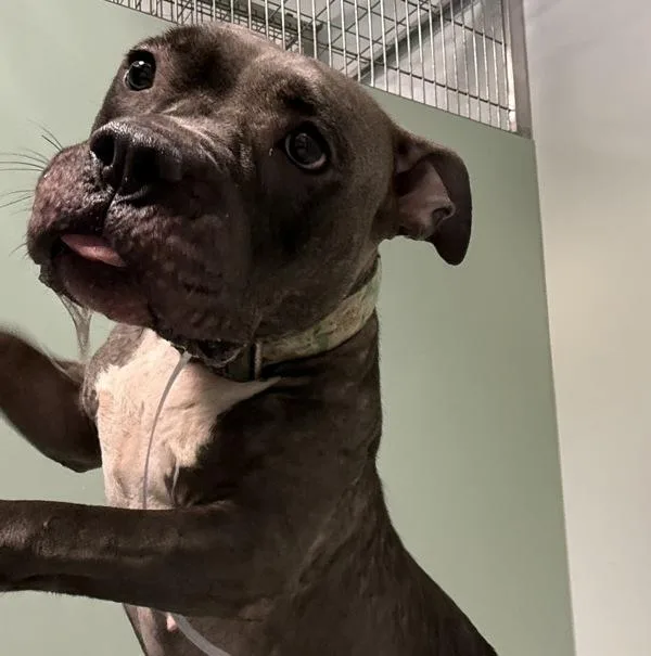An adult large-sized female Mixed Breed dog named Phoenix for adoption in Ridgewood, NY