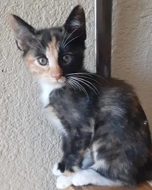 A baby medium-sized female Calico Domestic Short Hair cat named Makita for adoption in North Highlands, CA