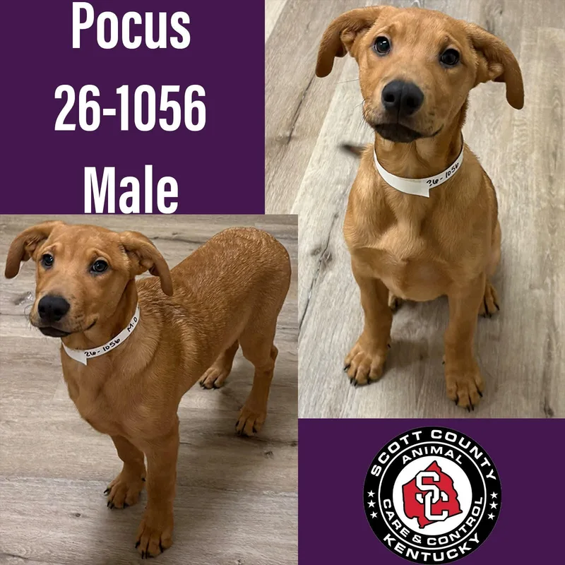 A young large-sized male Hound dog named Pocus for adoption in Georgetown, KY