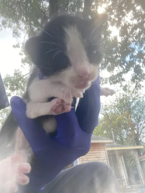 A baby small-sized female Domestic Short Hair cat named Dewey for adoption in Dallas, TX