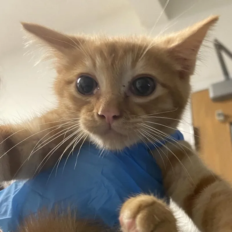 Garfield