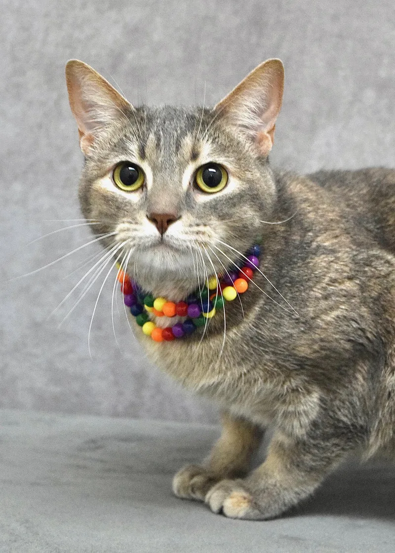 A young medium-sized female Dilute Tortoiseshell Domestic Short Hair cat named Emily for adoption in Dublin, CA