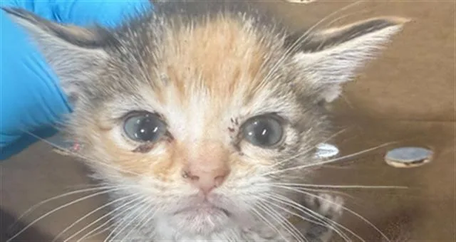 A baby small-sized female Domestic Short Hair cat named Chickie for adoption in Charlotte, NC