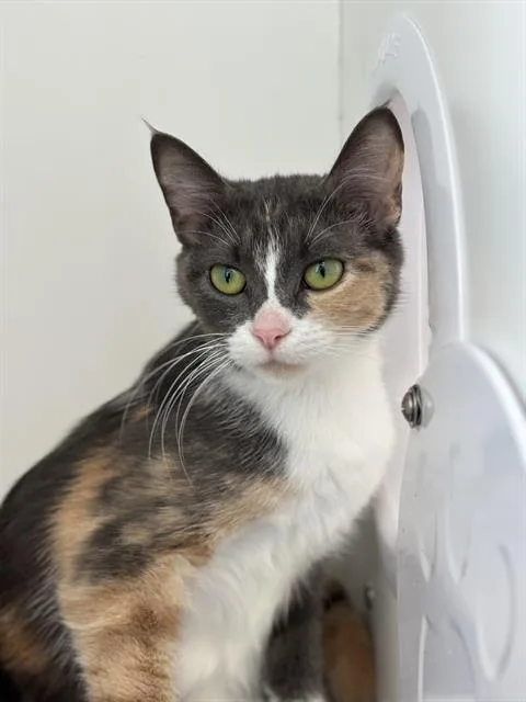 A young medium-sized female Domestic Short Hair cat named Kash for adoption in Indianapolis, IN