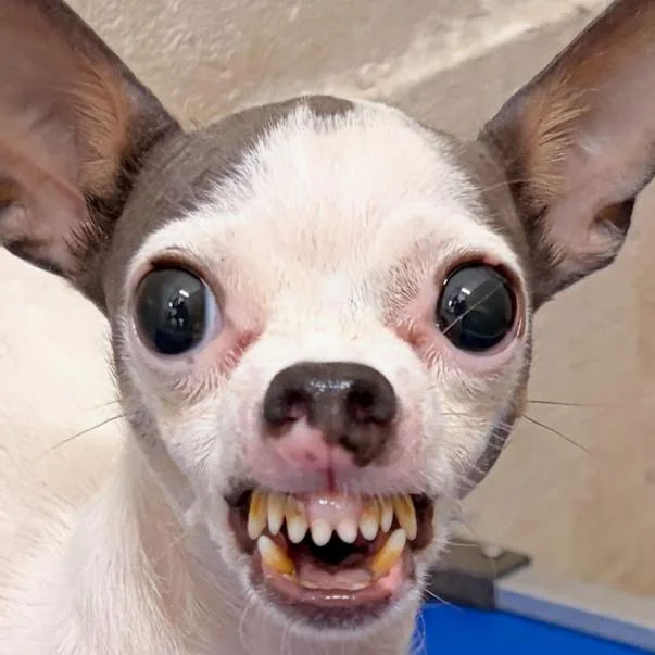 An adult small-sized female Chihuahua dog named Bella for adoption in Rossville, GA