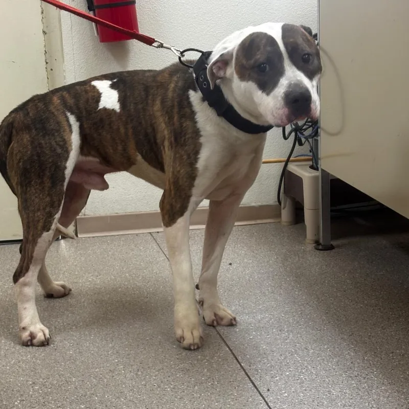 An adult medium-sized male Bicolor Pit Bull Terrier dog named Rawley for adoption in Fallon, NV