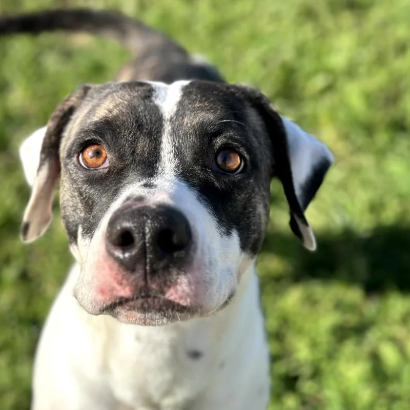 An adult small-sized female Pit Bull Terrier dog named Sweet Tea for adoption in Winchester, CA