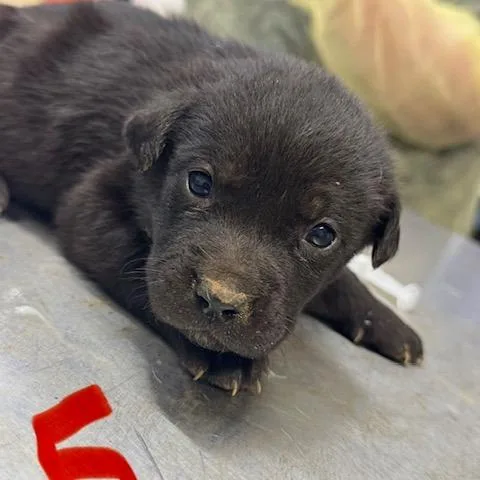 A baby small-sized female Black Mixed Breed dog named Oven for adoption in Wappingers Falls, NY