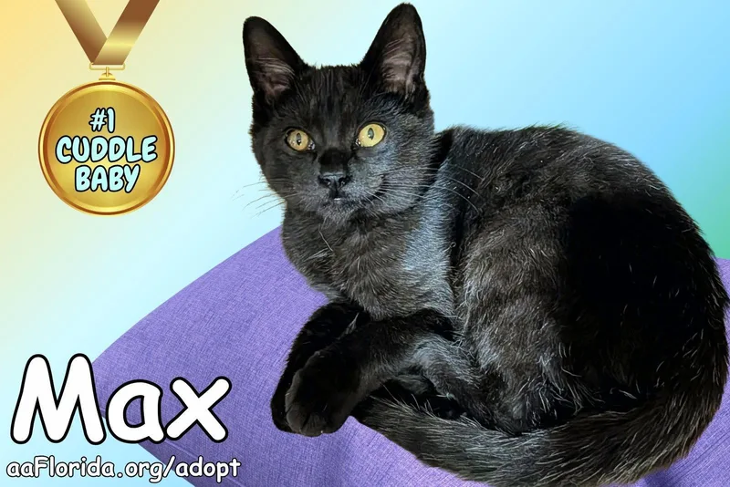 A young medium-sized male Black Domestic Short Hair cat named Max for adoption in Pensacola, FL