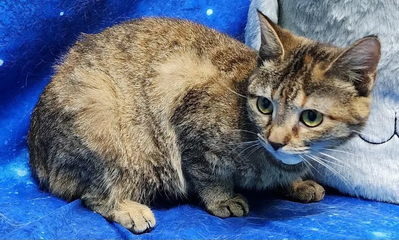 An adult medium-sized female Domestic Short Hair cat named ChaCha for adoption in Wetumpka, AL