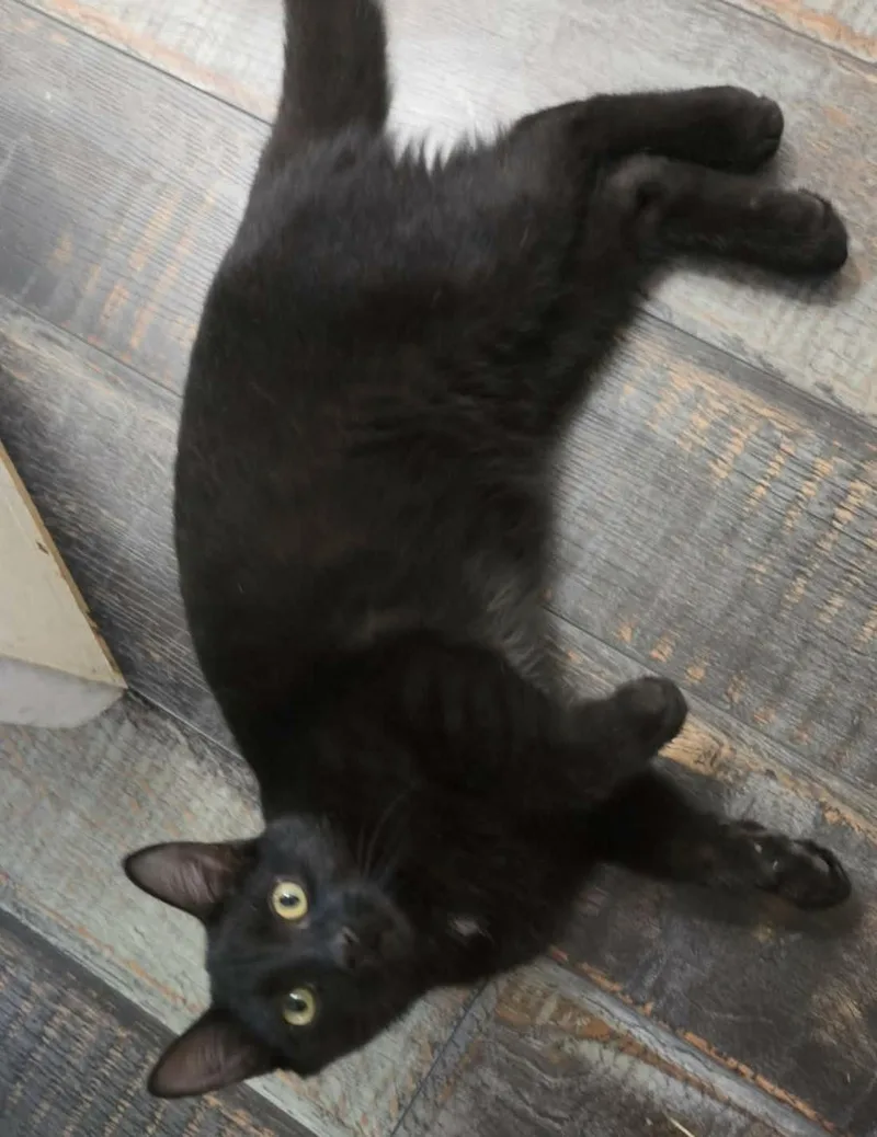 A baby small-sized male Black Domestic Short Hair cat named Ryder for adoption in Bloomsdale, MO