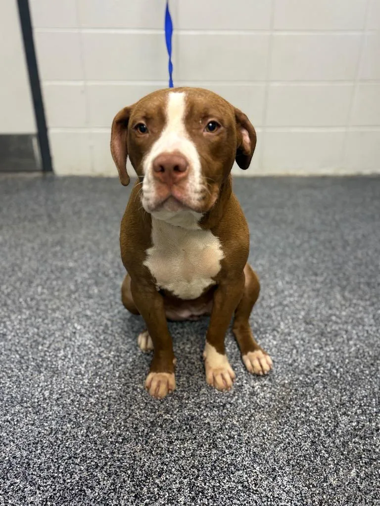 A young medium-sized female Mixed Breed dog named D Allegiant for adoption in Tifton, GA