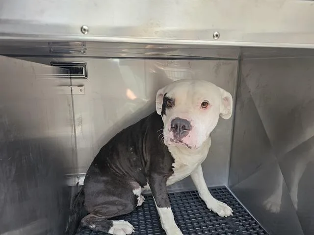 A young large-sized male Mixed Breed dog named Captain for adoption in Dallas, TX