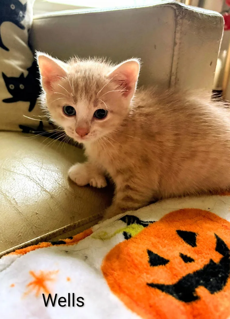 A baby medium-sized male Orange & White Extra-Toes Cat / Hemingway Polydactyl named Wells for adoption in Binghamton, NY