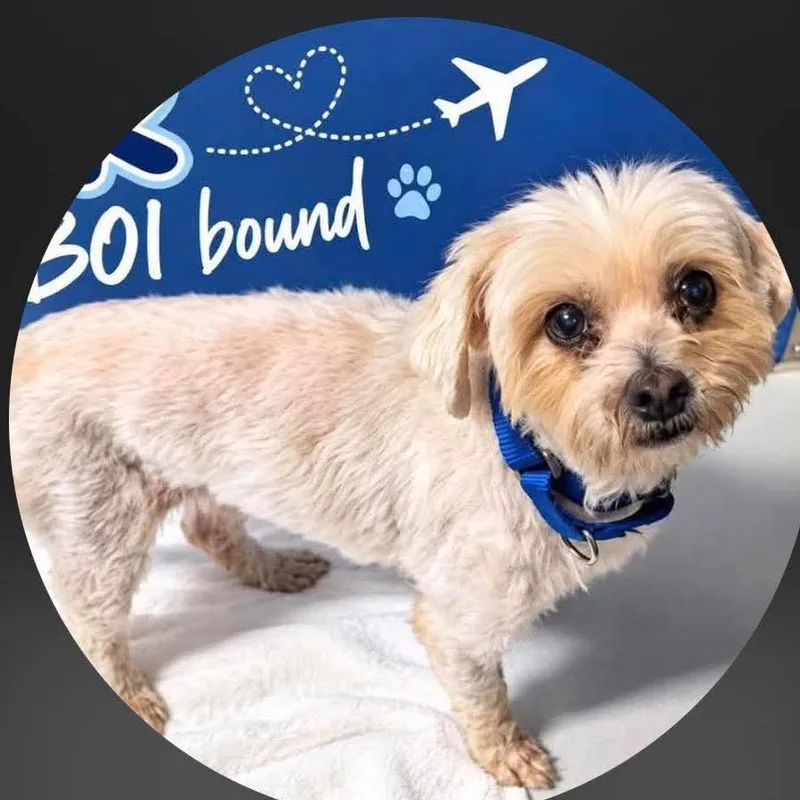 An adult small-sized male White / Cream Maltese dog named Jr for adoption in Nampa, ID