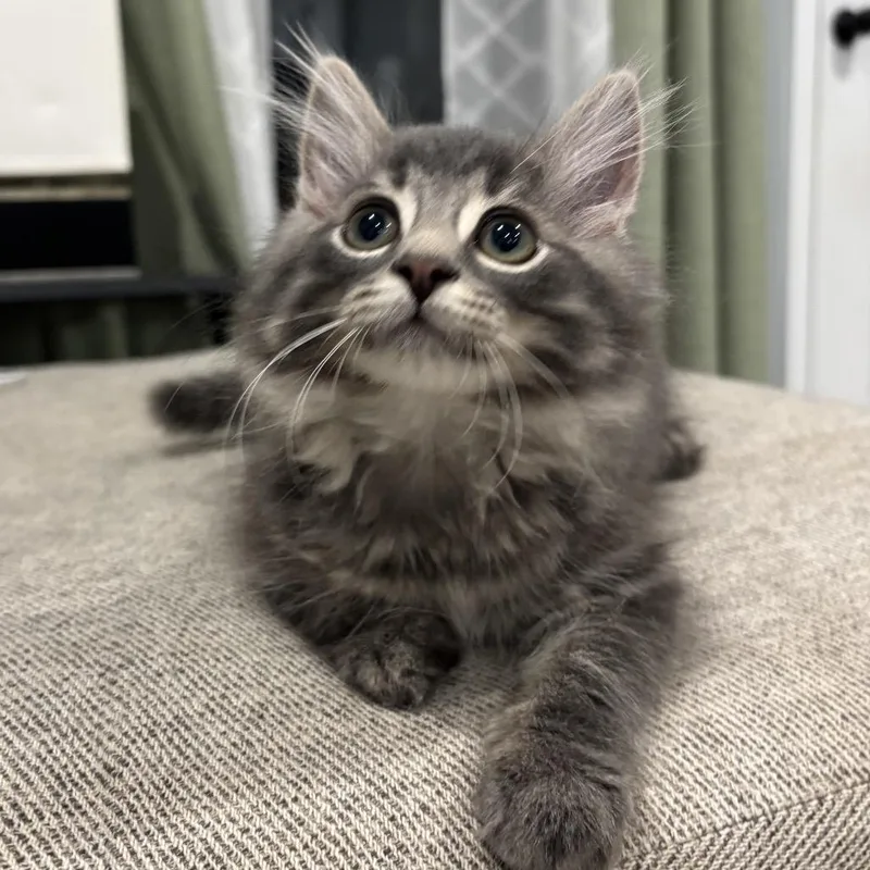 Purrbacca