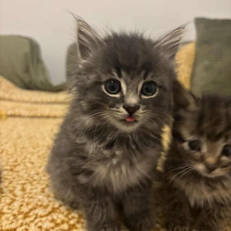 Purrbacca thumbnail 3