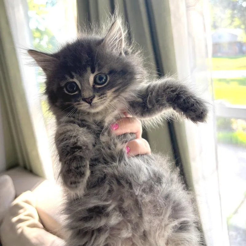 Purrbacca thumbnail 4