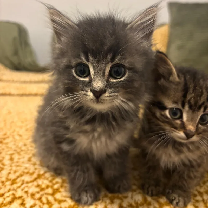 Purrbacca thumbnail 5