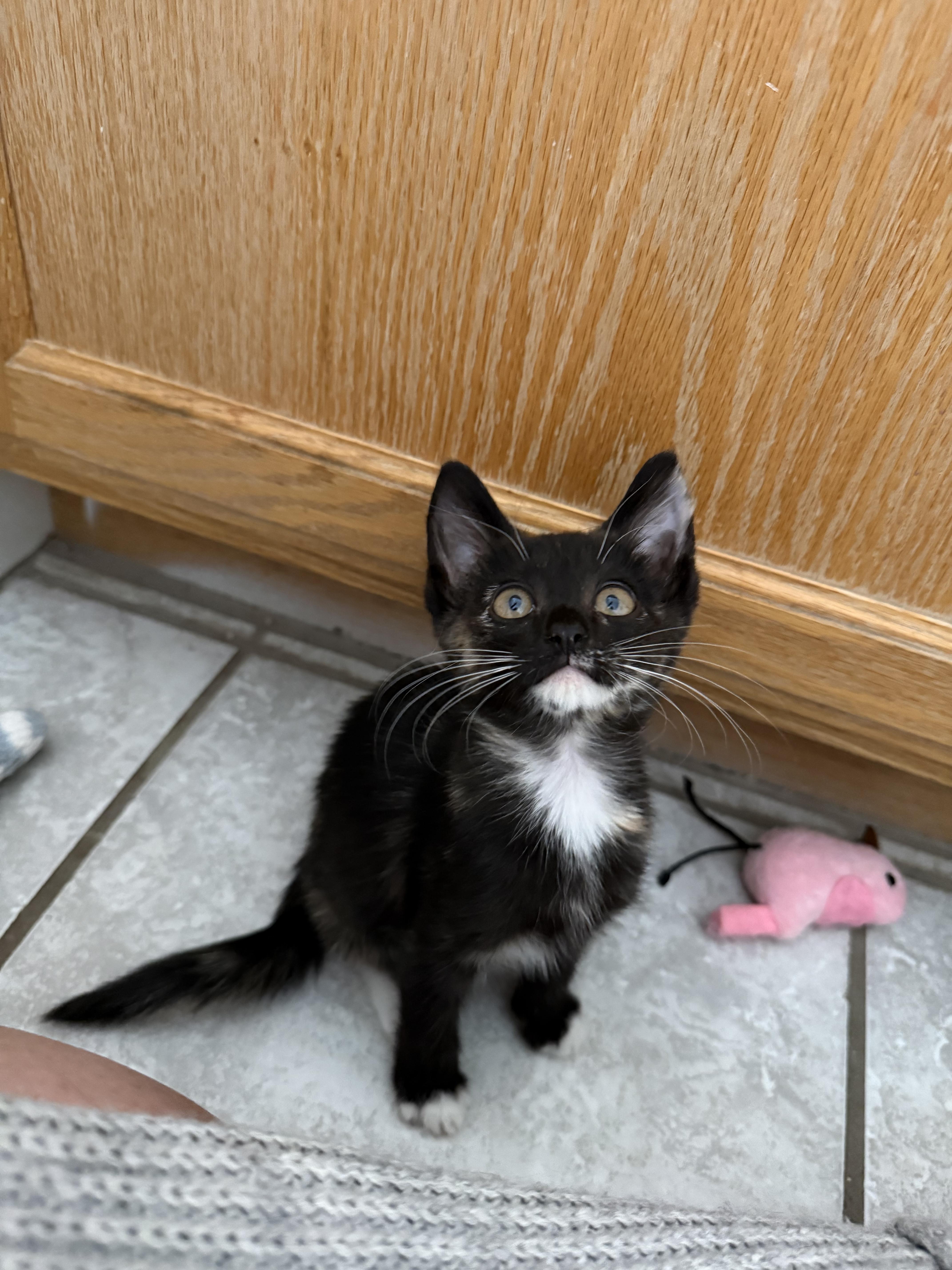 A baby small-sized female Domestic Short Hair cat named Poppyseed for adoption in Tracy, CA