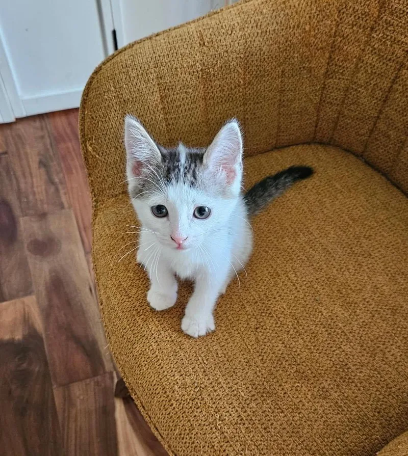 Sergei