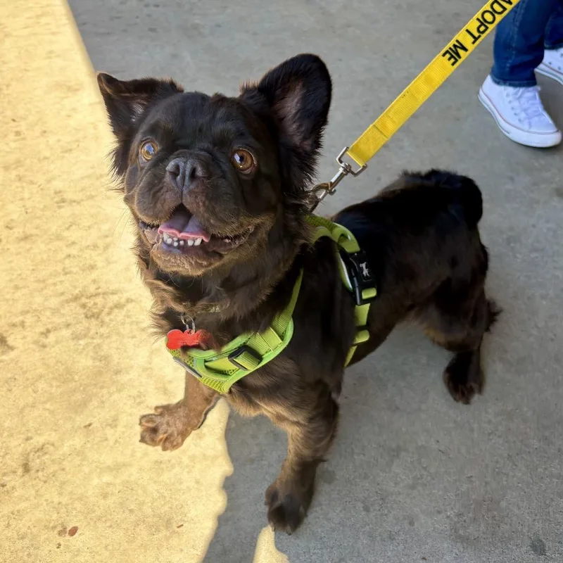 An adult medium-sized female Brown / Chocolate French Bulldog dog named Bijou for adoption in Oceanside, CA