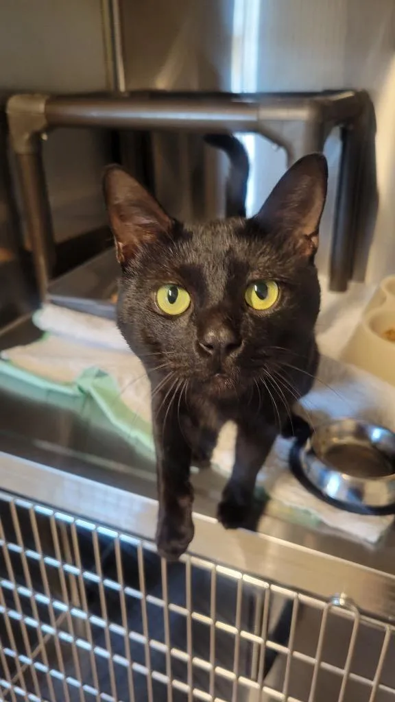 A young large-sized male Domestic Short Hair cat named Conor for adoption in Metter, GA