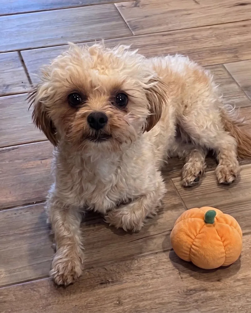 A young small-sized male Standard Poodle dog named Abel for adoption in North Prairie, WI