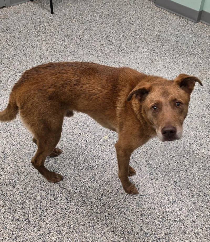 An adult medium-sized male Terrier dog named Bruce for adoption in Athens, TN