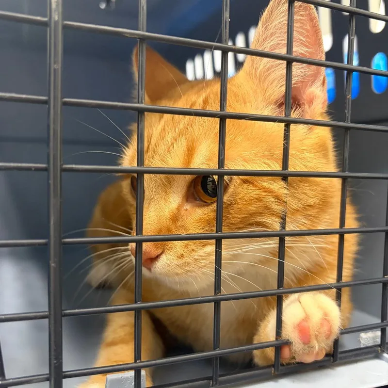 An adult medium-sized male Orange / Red Domestic Short Hair cat named 71499 for adoption in Harrisonburg, VA