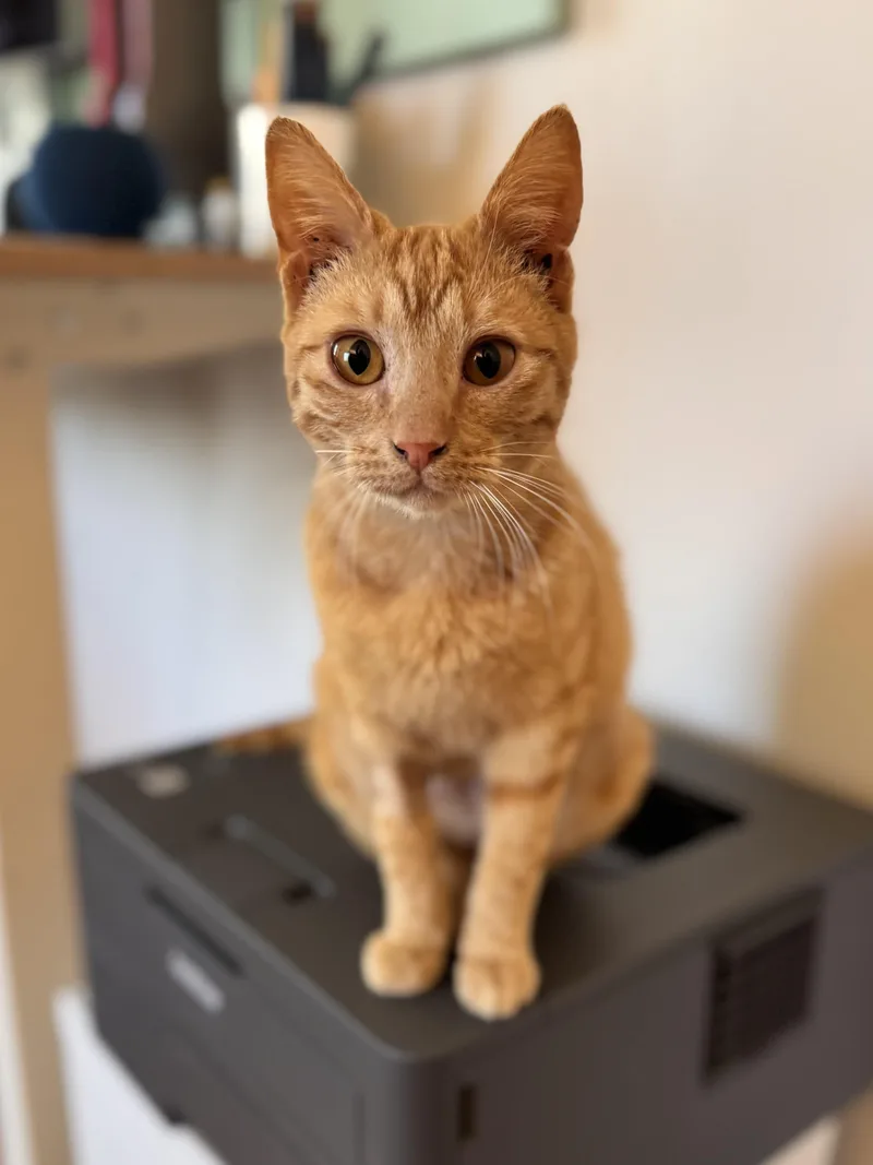 A baby medium-sized female Orange & White Domestic Short Hair cat named Rubia for adoption in Ridgefield, CT