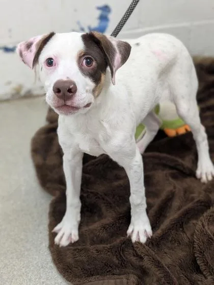 A young medium-sized female Mixed Breed dog named Pup Pup for adoption in Gulfport, MS